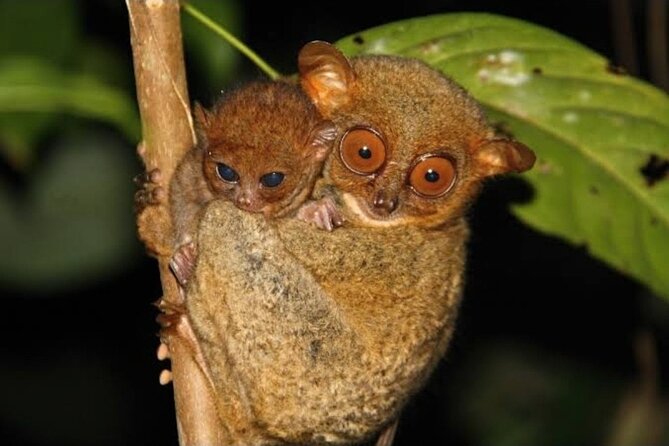 2025 Tarsier, Waterfalls & Chocolate Hills Tour - A four to six hour route from Panglao