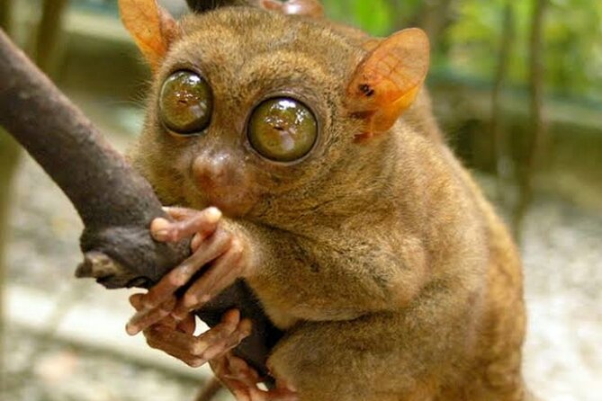 2025 Tarsier, Waterfalls & Chocolate Hills Tour - Tarsier Sanctuary in Corella