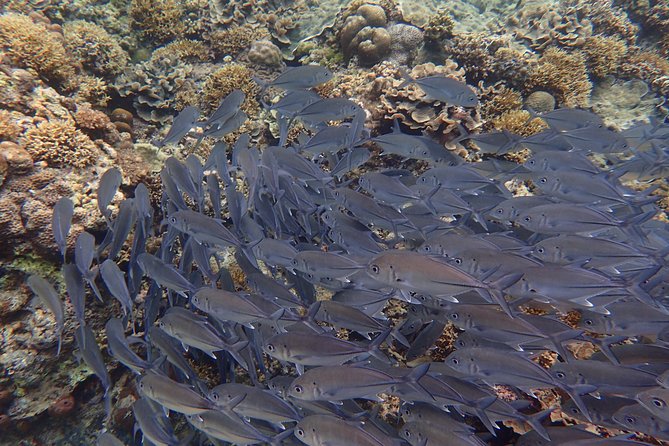 Anilao Snorkel Safari: Explore the Amazing Underwater World - Why Anilao makes a worthwhile escape from Manila