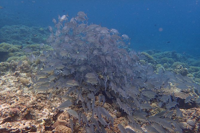 Anilao Snorkel Safari: Explore the Amazing Underwater World - Boarding the outrigger boat in Anilao