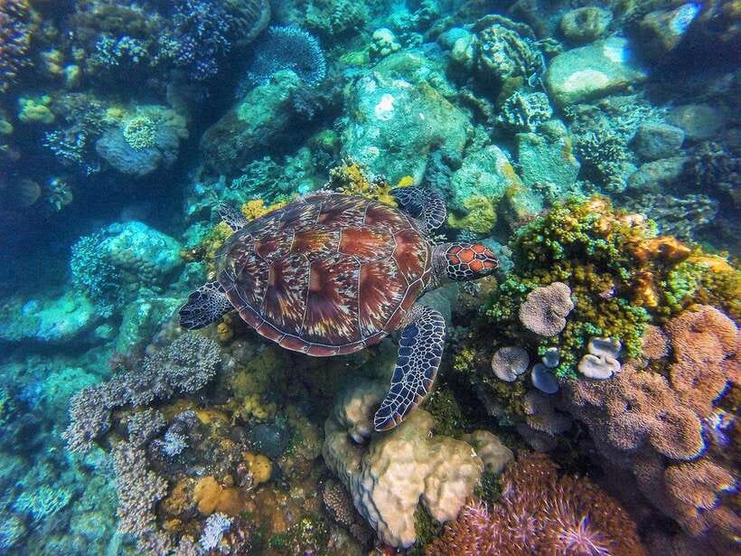Apo Island Wonders: Snorkel with Sea Turtles in Dumaguete - Key points to know before you go