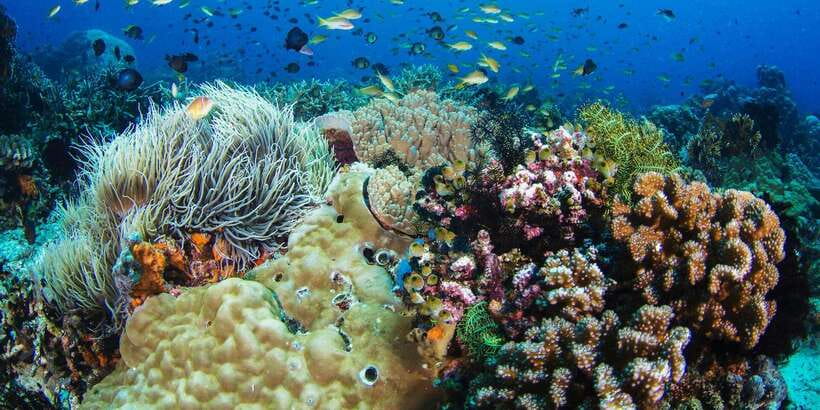 Apo Island Wonders: Snorkel with Sea Turtles in Dumaguete - The four-hour scuba option needs clarification