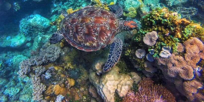 Apo Island Wonders: Snorkel with Sea Turtles in Dumaguete - Who will enjoy this day most?