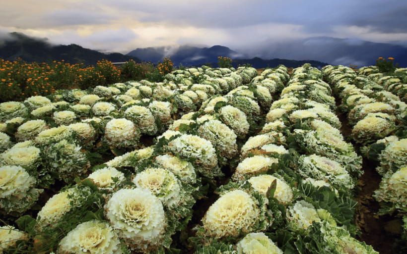 Baguio Atok Flower Blossoms (Private Tour) - Why Atok makes a good day trip from Baguio