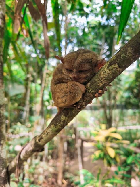 BEST OF BOHOL: Chocolate Hills & Tarsier w Lunch at Loboc - Meeting Bohol’s tarsiers