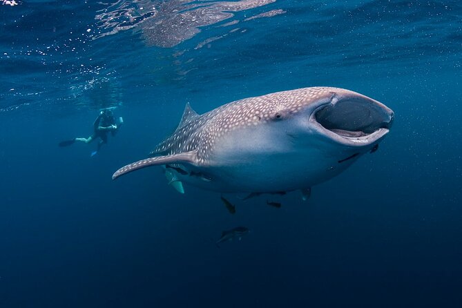 BEST OF CEBU:Oslob Whaleshark Encounter w Sandbar & Tumalog Falls - Sumilon Island and the shifting sandbar
