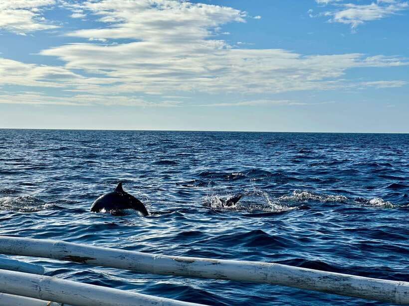 Bohol Balicasag Is Private Tour and Dolphin Watching - An early start from Panglao