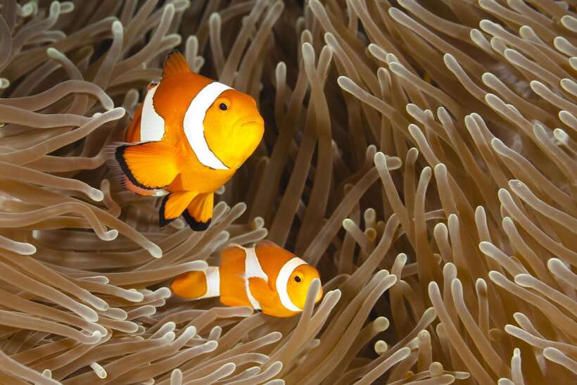 Bohol: Boat Tour to Sandbar and Snorkeling with Turtles - The essential facts at a glance