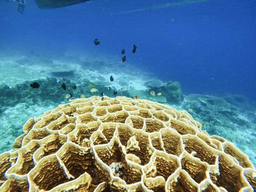 Bohol: Boat Tour to Sandbar and Snorkeling with Turtles - Balicasag’s reef and turtle sanctuary