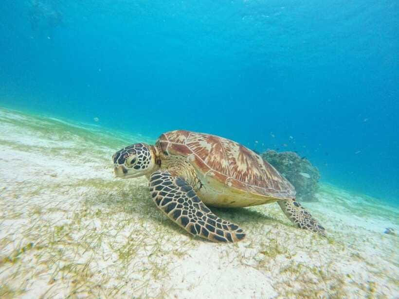 Bohol: Boat Tour to Sandbar and Snorkeling with Turtles - Who will enjoy this boat trip most?