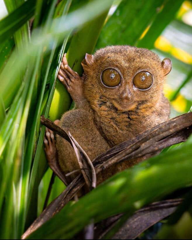 Bohol: Budget Chocolate Hills & Tarsiers -Backpacker Special - Five things to know before you book