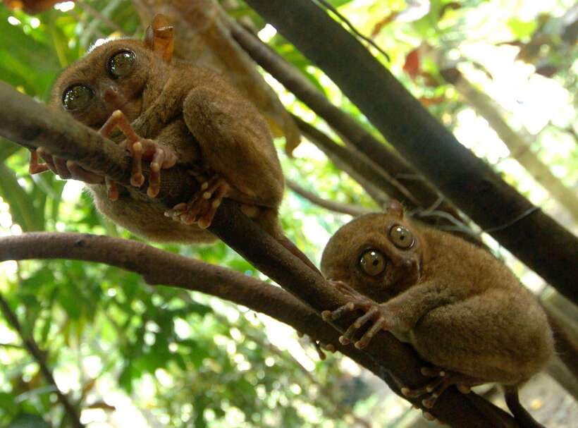 Bohol: Choco Tour + Loboc River Lunch Buffet + ATV Adventure - Key points to know before booking