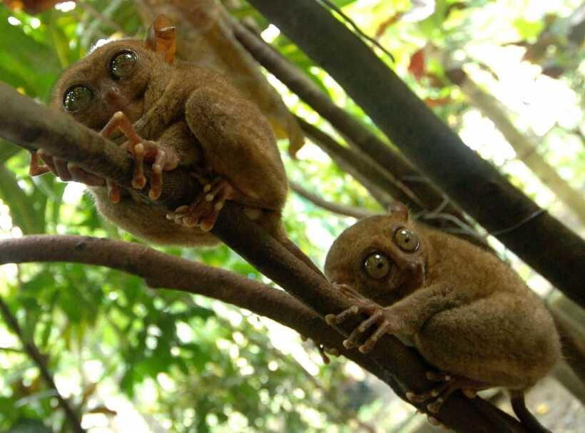 Bohol: Choco Tour + Loboc River Lunch Buffet + ATV Adventure - Tarsier Sanctuary: a quiet wildlife stop