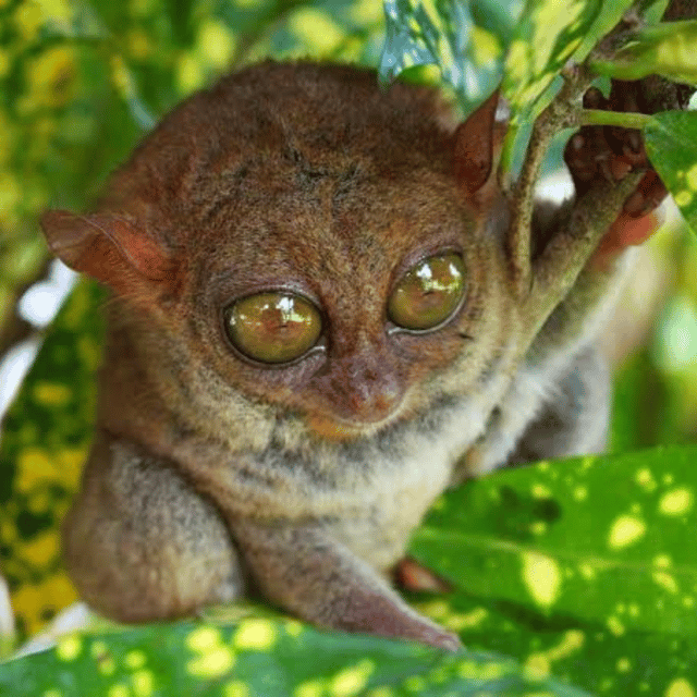 Bohol: Choco Tour + Rio Verde Lunch Buffet - Meeting Bohol’s small tarsiers