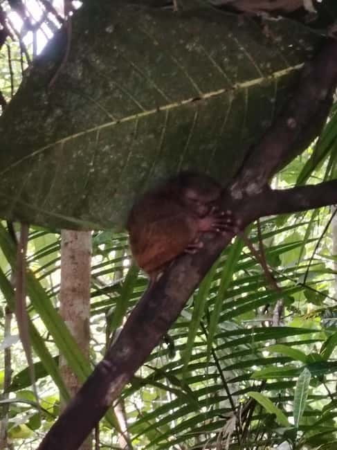 BOHOL: Chocolate Hills, Tarsiers and Loboc River Day Tour - Tarsier Sanctuary: small animals, strict rules