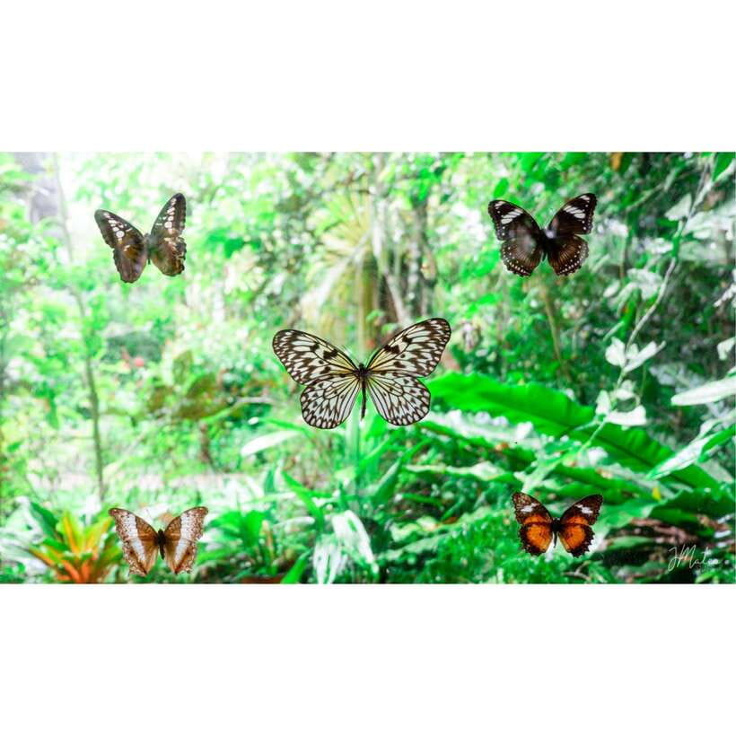 Bohol: Chocolate Hills Tour - The Man-Made Forest near Bilar