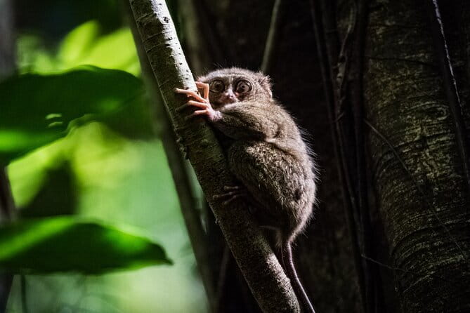 Bohol Country Side Tour - Private w/ Lunch - Five useful things to know before booking