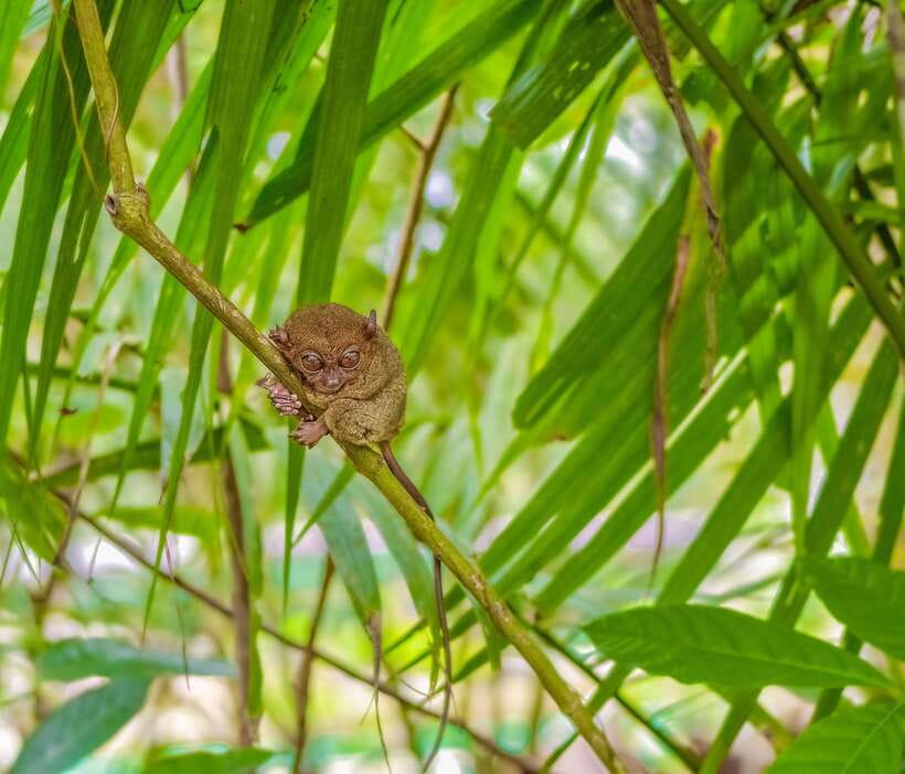 Bohol Countryside Day Tour w Lunch at Loboc River From Cebu - Why this Cebu to Bohol day trip works