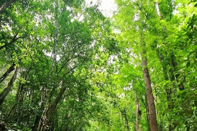 Bohol Countryside Tour to Chocolate Hills and Loboc River - Walking beneath Bilar’s mahogany trees