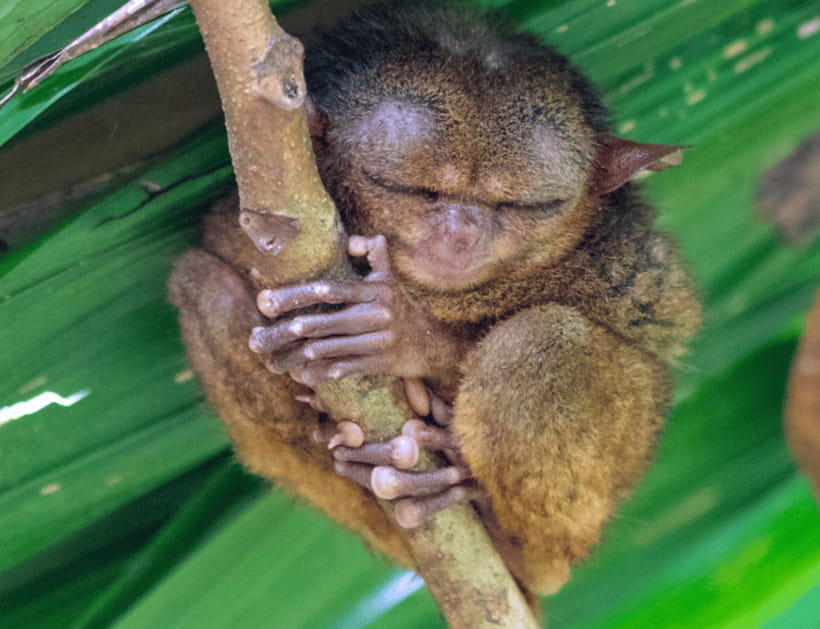 Bohol: Countryside Tour with Tarsiers and Chocolate Hills - Meeting Bohol’s tiny tarsiers