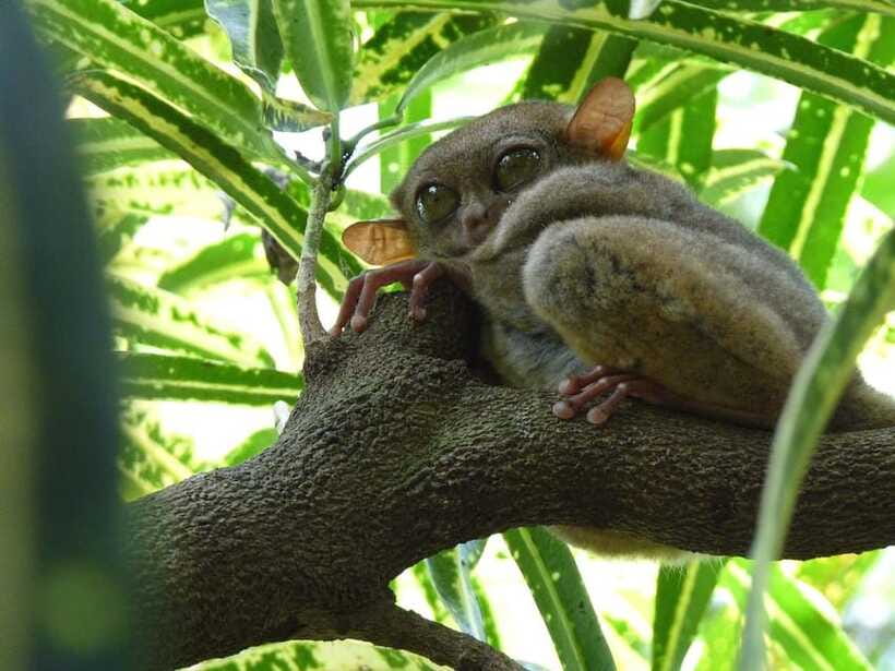 Bohol: Countryside Tour with Tarsiers and Chocolate Hills - Starting in Panglao and crossing toward Bohol’s heritage