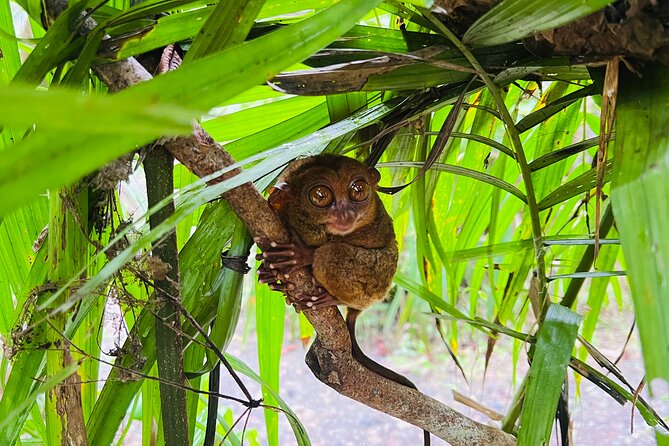 Bohol Day Tour with Round-Trip Transfers from Cebu - Why this Cebu to Bohol trip is useful