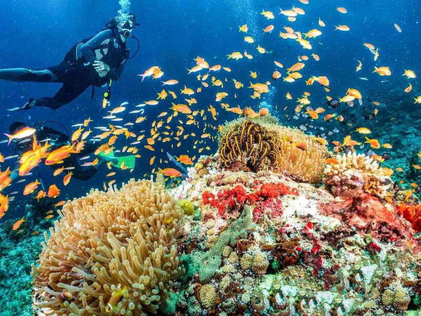 Bohol: Discover Scuba Diving - No Experience Needed - The first hour: simple theory with a video