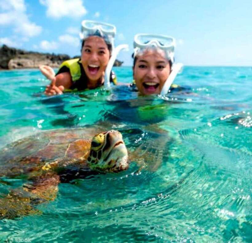 Bohol: Dolphin Watching & Sea Turtle Swim Island Tour - Key points at a glance