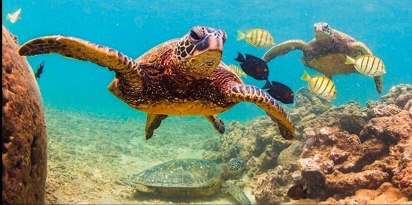 Bohol: Dolphin Watching & Sea Turtle Swim Island Tour - What the three hours at Balicasag really includes