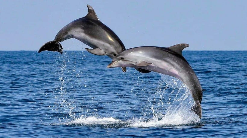 Bohol: Dolphin Watching & Sea Turtle Swim Island Tour - Guides, group size, and the human side