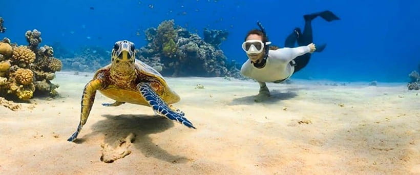 Bohol: Dolphin Watching & Sea Turtle Swim Island Tour - Who should book this Bohol boat tour?
