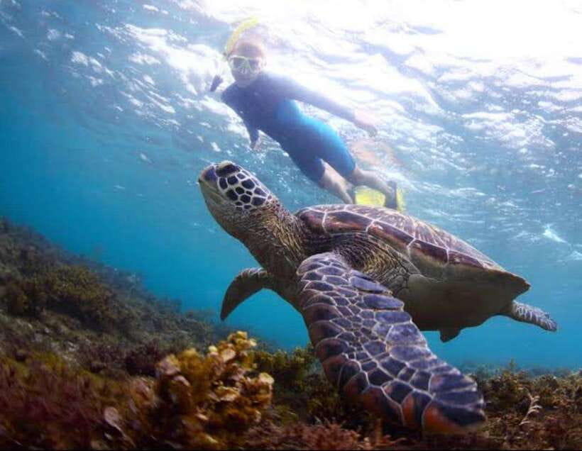 Bohol: Dolphin Watching & Sea Turtle Swim Island Tour - The boat ride from Panglao to Balicasag