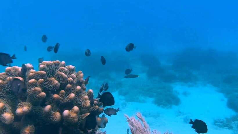 Bohol: Dolphin Watching & Snorkeling at Balicasag Island - Dolphin watching near Balicasag