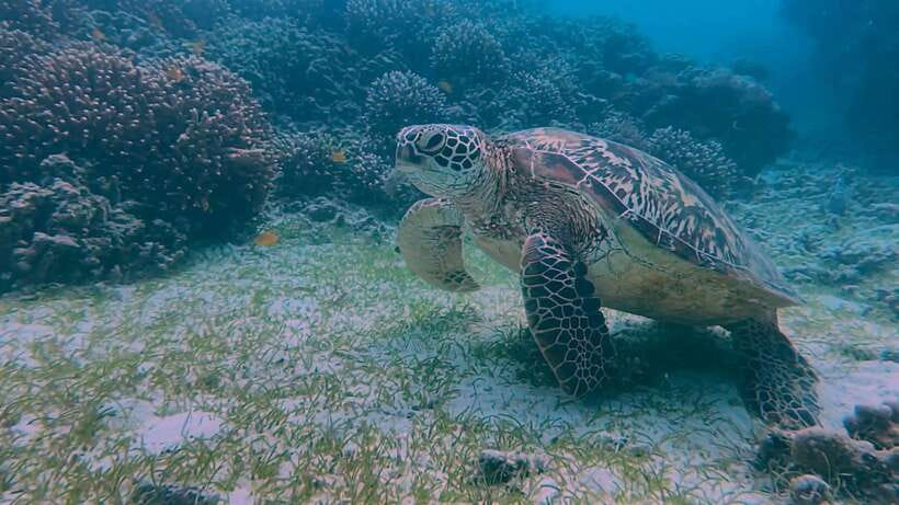 Bohol: Dolphin Watching & Snorkeling at Balicasag Island - Lunch, local food, and the private boat choice