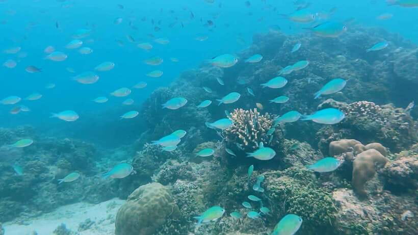 Bohol: Dolphin Watching & Snorkeling at Balicasag Island - Crowding is the tour’s central weakness