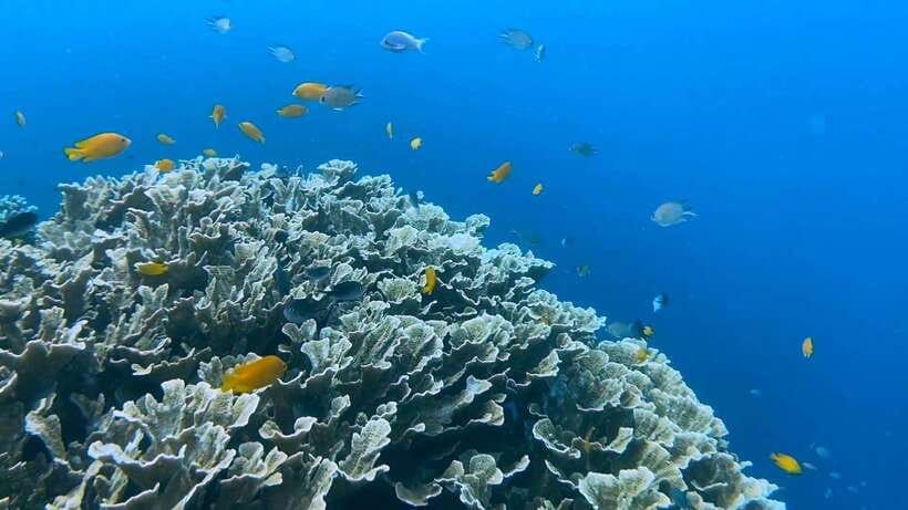 Bohol: Dolphin Watching & Snorkeling at Balicasag Island - Seasonal extra snorkeling stops