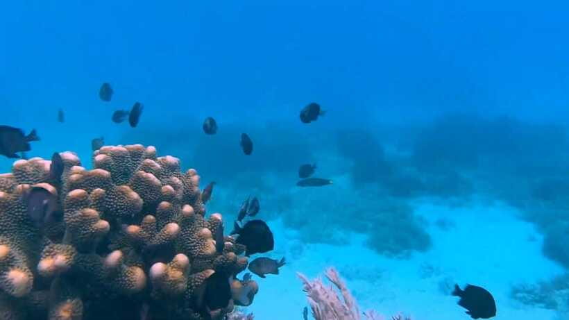 Bohol: Dolphin Watching & Snorkeling at Balicasag Island - Should you book this Balicasag tour?