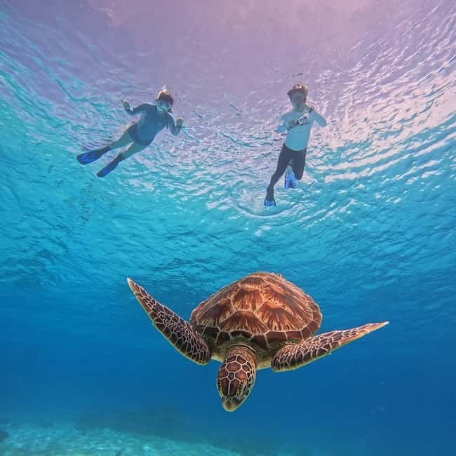 BOHOL: Dolphin Watching, Turtle Swim and Party Boat - Balicasag’s turtle area requires steady swimming