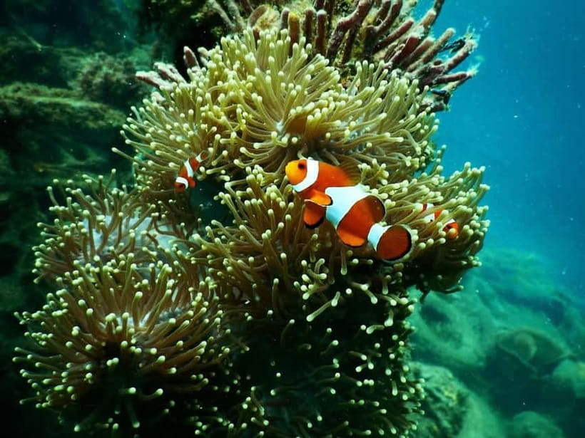 BOHOL: Dolphin Watching, Turtle Swim and Party Boat - Underwater photos without handling your own camera