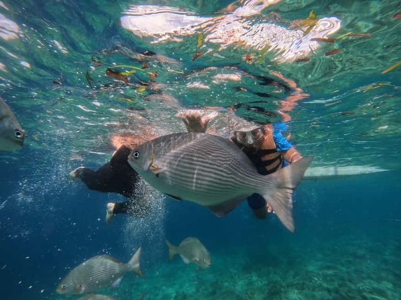 BOHOL: Dolphin Watching, Turtle Swim and Party Boat - Lunch, music, and the promised party mood