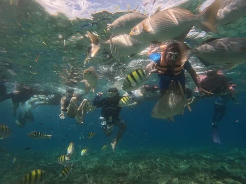 BOHOL: Dolphin Watching, Turtle Swim and Party Boat - Practical details that affect your morning