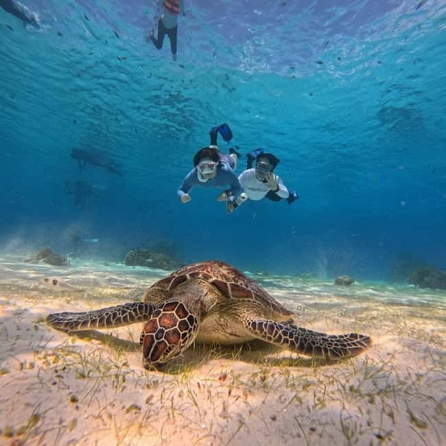 BOHOL: Dolphin Watching, Turtle Swim and Party Boat - Looking for dolphins near Pamilacan Island