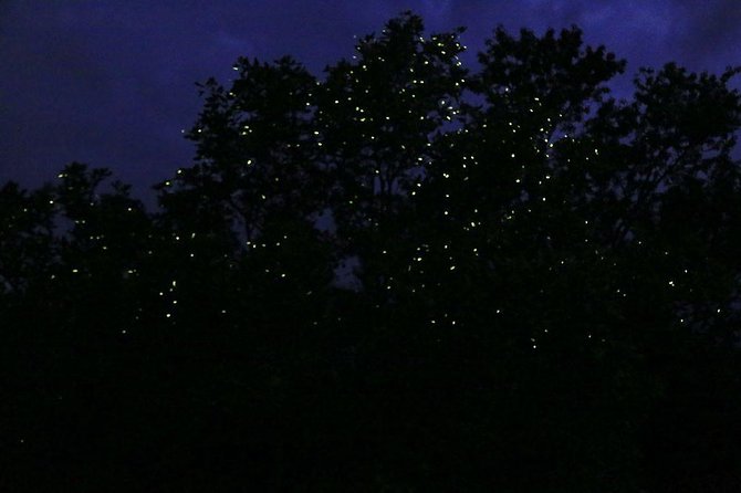 Bohol Firefly Watching (Private) - Cruising beneath the mangroves after sunset