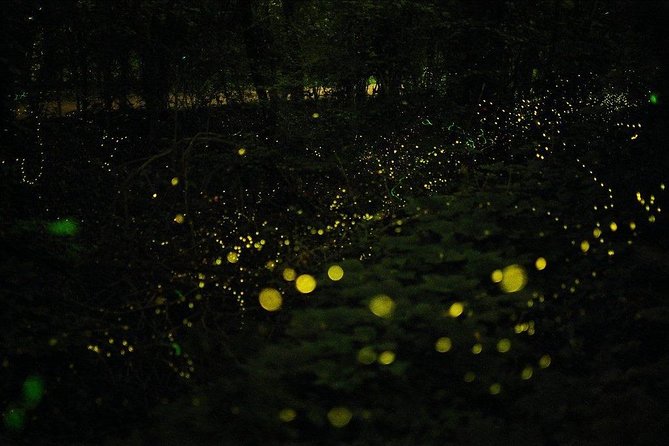 Bohol Firefly Watching (Private) - Is $100 fair for three to four hours?