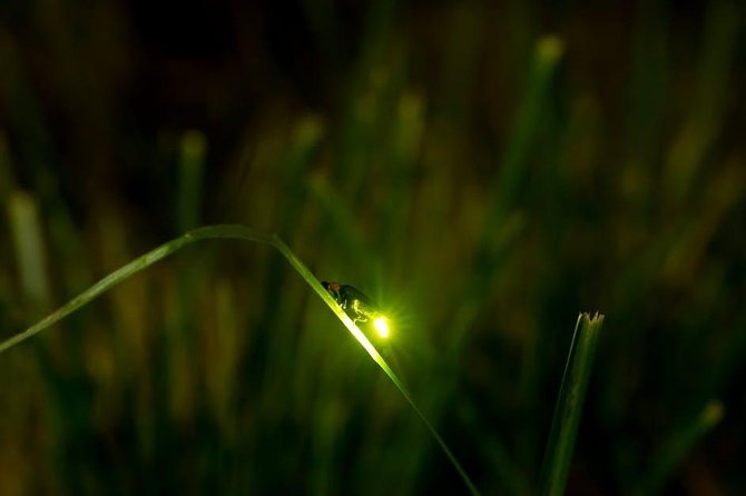 Bohol Firefly Watching (Private) - The 5:30 pm pickup from Panglao or Tagbilaran