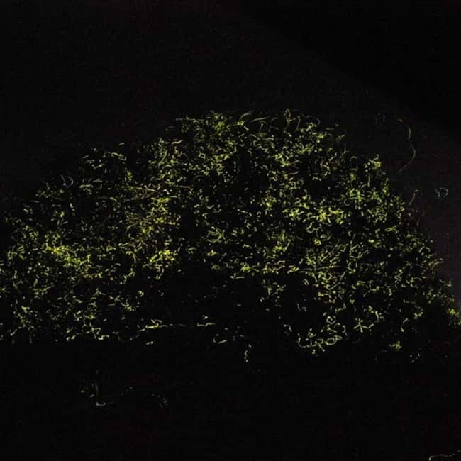 Bohol: Firefly Watching Shared Tour - Key points to know before you go