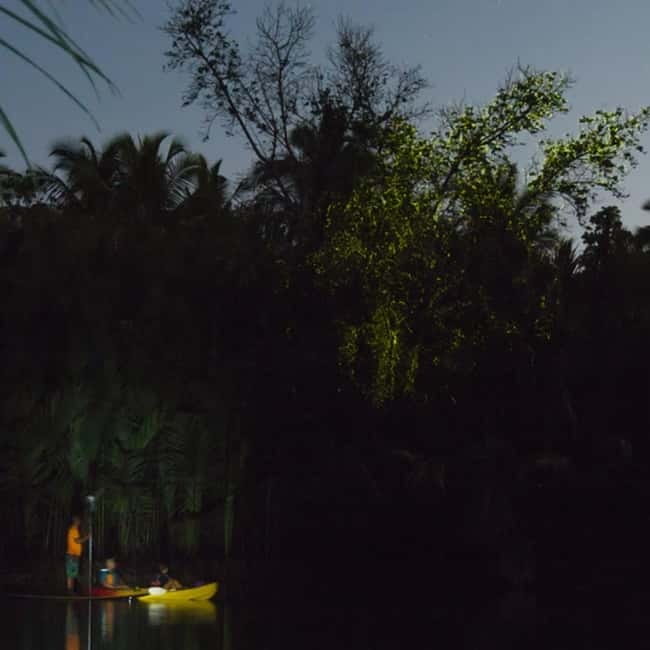 Bohol: Firefly Watching Shared Tour - Why Bohol’s fireflies are worth seeing at night
