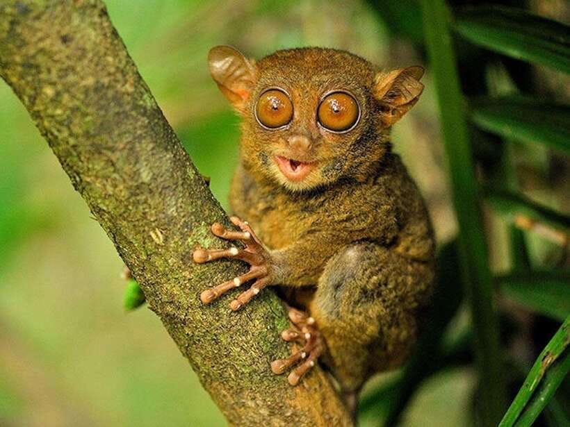 Bohol: Guided Chocolate Hills & Tarsiers Tour - Tarsiers require quiet attention