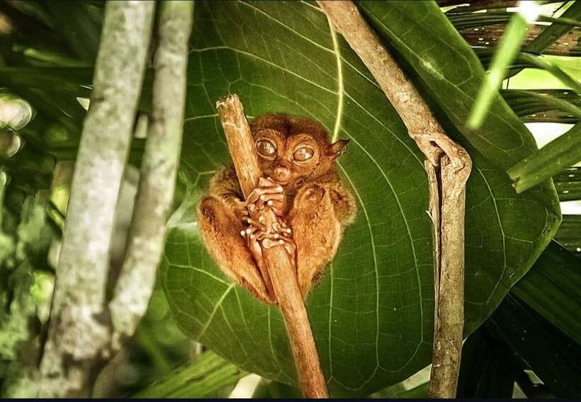 Bohol: Guided Chocolate Hills & Tarsiers Tour - Who should choose this Bohol tour