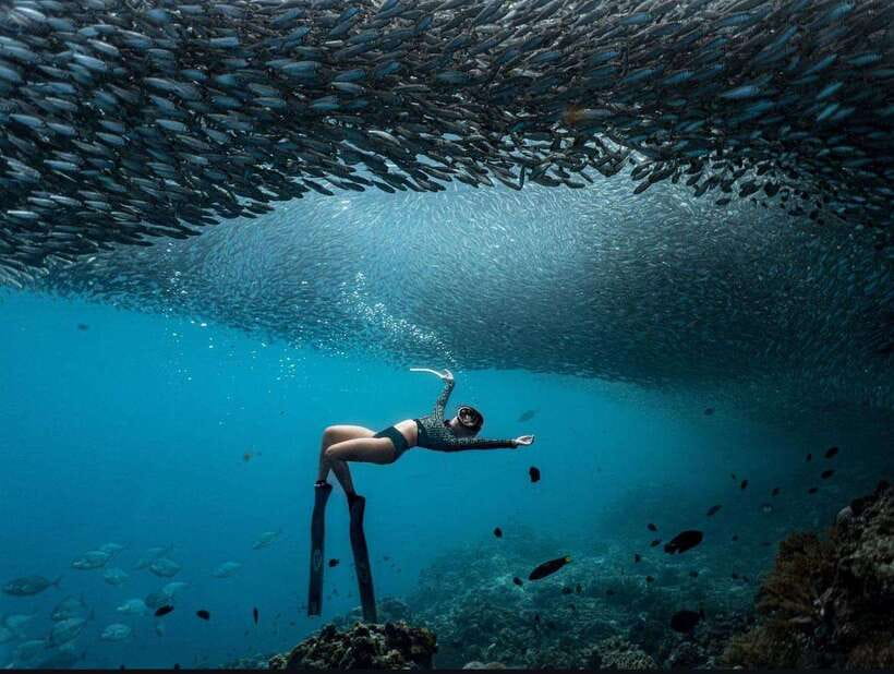 Bohol: Guided Sardine Reef Snorkeling Experience - Key points before you book